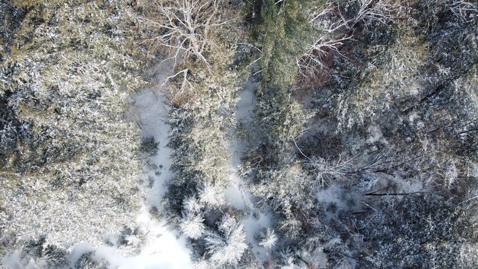 Drone shot of a snow-covered forest in Barry's Bay, Ontario during winter.