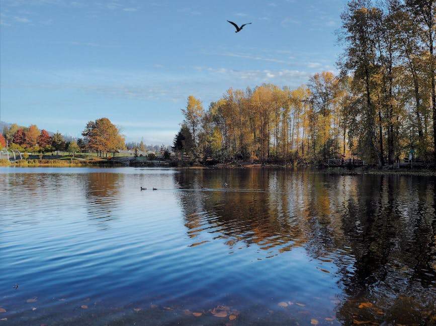 Beautiful autumn scene at a pond in Coquitlam, BC featuring ducks and vibrant foliage.