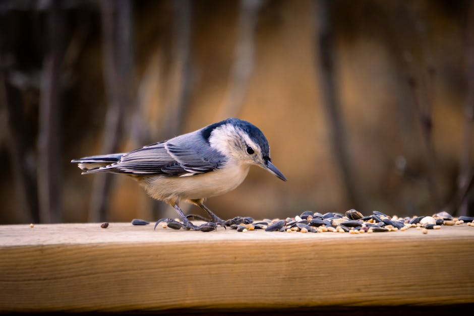 White-breasted nuthatch feeding on seeds in an outdoor Edmonton setting.