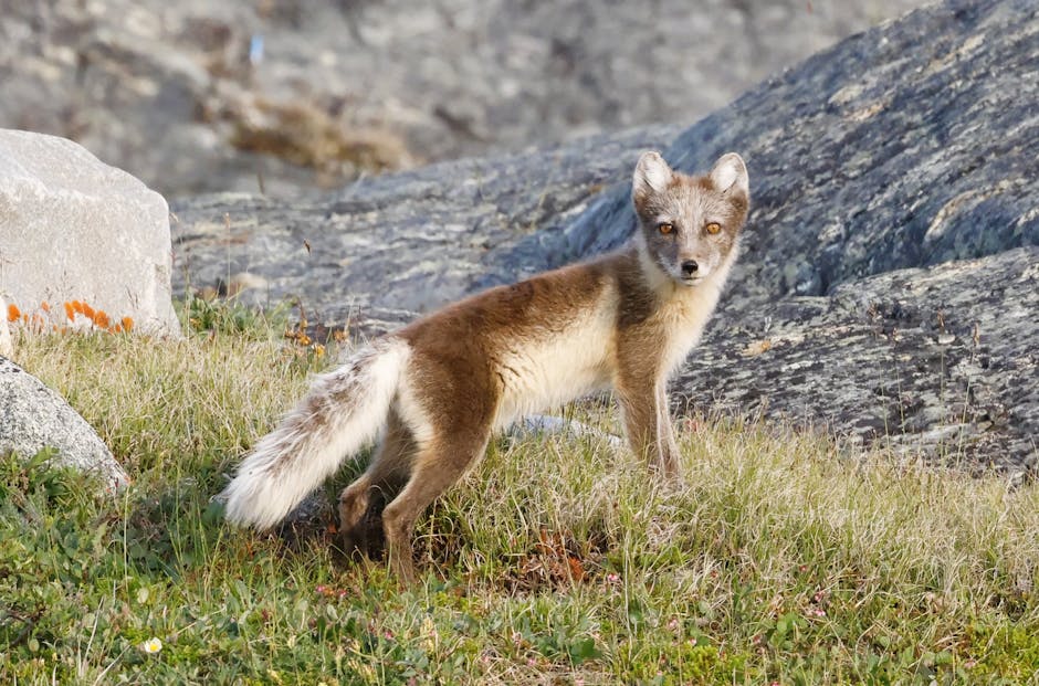 An arctic fox stands alert on rocky terrain in Whale Cove, capturing the essence of wildlife in the Canadian tundra.