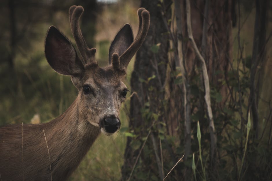 Close-up portrait of a young male deer with velvet antlers in a forest setting.