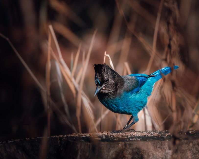 A vivid Steller's Jay standing on a branch amidst brown grasses in Langley, BC.
