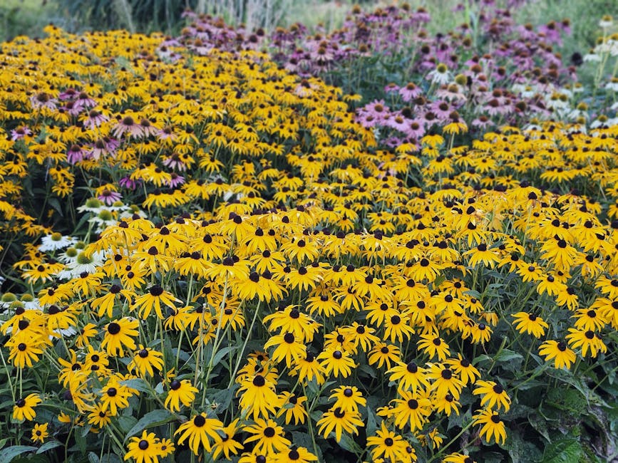 A field of bright Black-eyed Susans and coneflowers in Laval, Quebec captivates with vibrant summer colors.